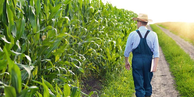 A stock image of a farmer inspecting corn in the field.