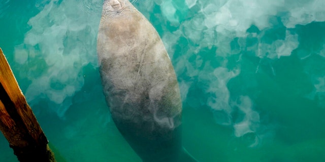 A manatee floats in a canal at Port Everglades, Wednesday, Jan. 18, 2023, in Fort Lauderdale, Florida.