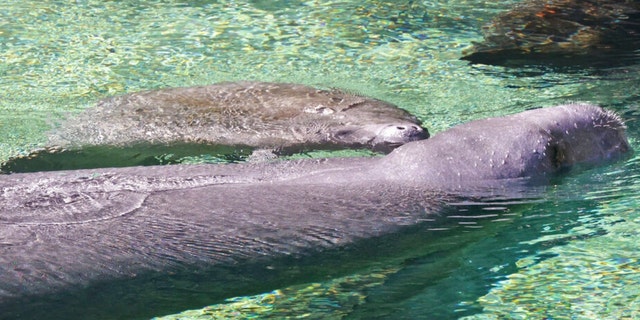 A mother and juvenile manatee surface at Blue Spring State Park in Orange City, Florida., on Jan. 10, 2023. 