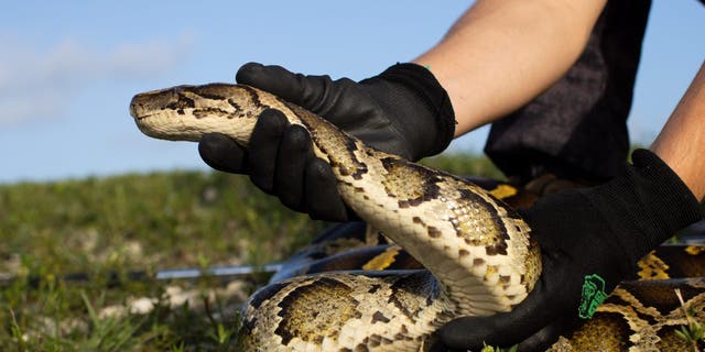 A Burmese python is a nonnative species in Florida that is damaging the ecosystem.