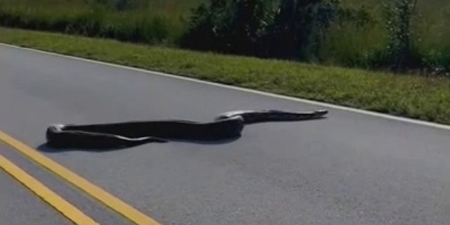 Clark said she captured video of the giant snake at Florida's Everglades National Park on Jan. 2.