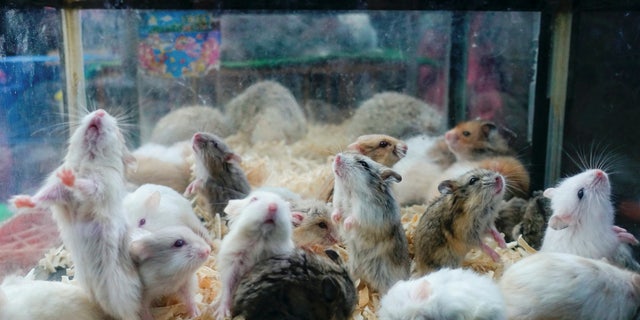 Hamsters for sale at a street market in Bandung, Indonesia, on Oct. 31, 2021.