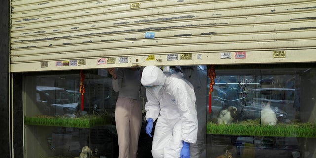 Officers in protective suits leave a closed pet shop after a hamster cull was ordered to curb the COVID-19 outbreak in Hong Kong on Jan. 19, 2022.