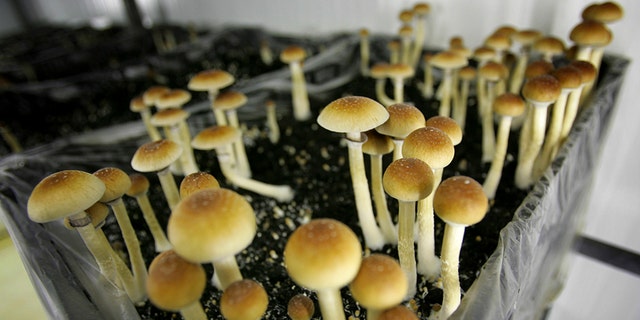 FILE - In this Aug. 3, 2007, file photo, psilocybin mushrooms are seen in a grow room at the Procare farm in Hazerswoude, central Netherlands. Oregon's attorney general has approved language for a ballot measure to make psychedelic mushrooms legal. 