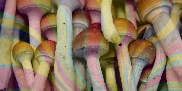Colorado became the second state, after Oregon, to legalize psychedelic mushrooms.