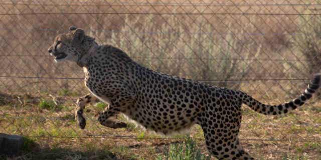 A cheetah jumps inside a quarantine section before being relocated to India, at a reserve in South Africa, on Sept. 4, 2022. India is set to receive 12 cheetahs from South Africa next month.