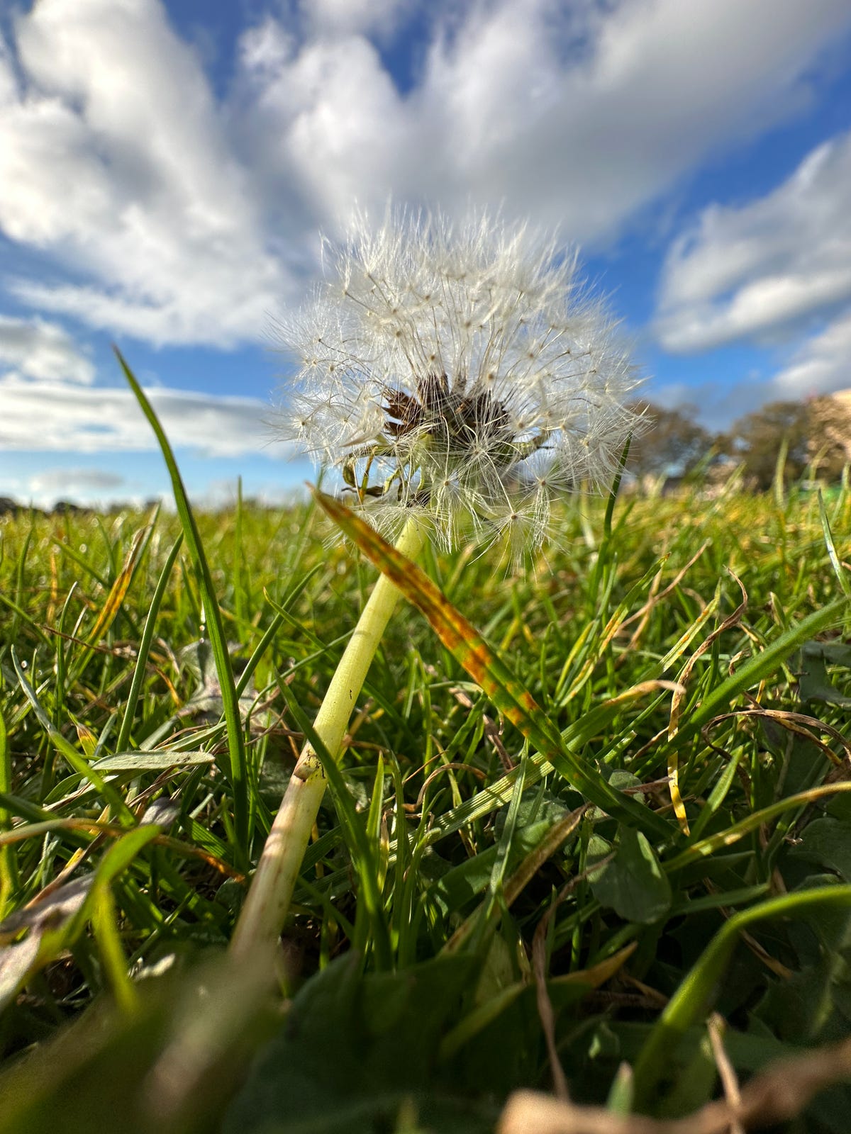 A close up image of a dandelion in grass with a cloudy blue sky behind.