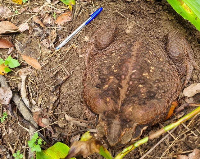 Massive brown, pebbly skinned cane toad sits in the dirt with a writing pen next to it for scale. It's nearly the size of a dinner plate.