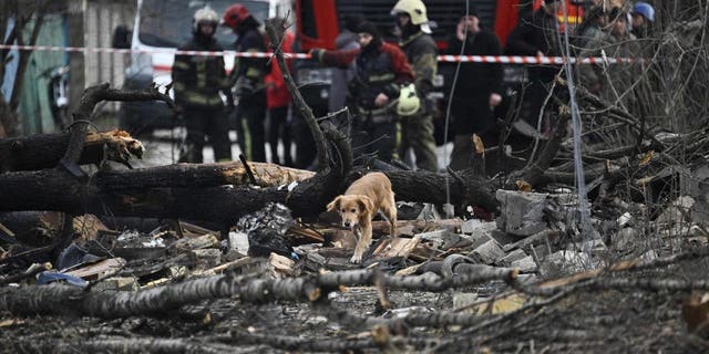 A dog walks among debris of homes destroyed by a missile attack in the outskirts of Kyiv Dec. 29, 2022, following a Russian missile strike on Ukraine. 