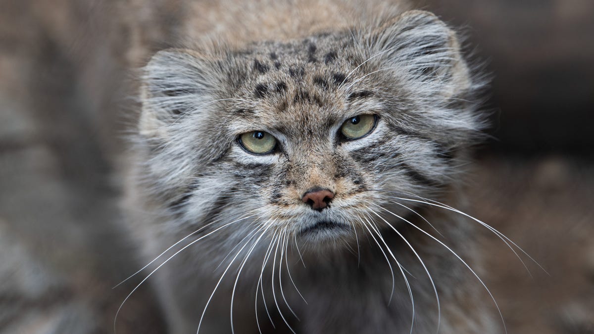 A Pallas's cat with round ears, wide fluffy cheeks, forehead spots and white whiskers looks directly at the camera with a grumpy expression.
