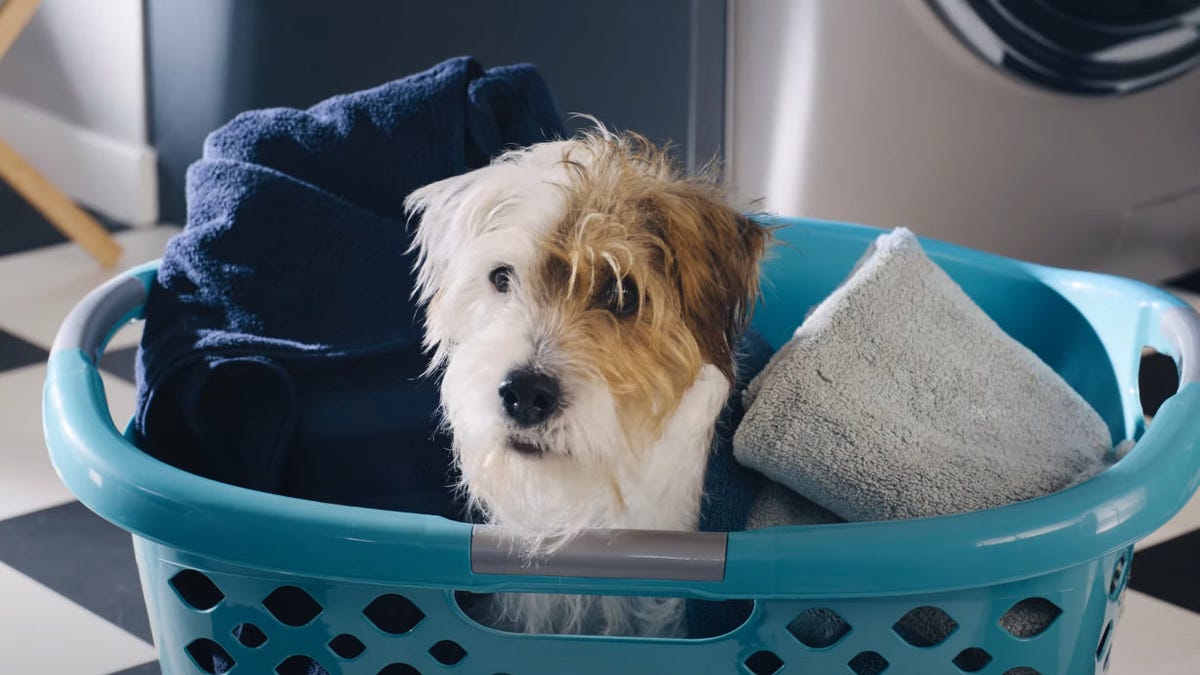 Screenshot of cute terrier dog, white with brown on face and ear, sitting with towels in a laundry basket.