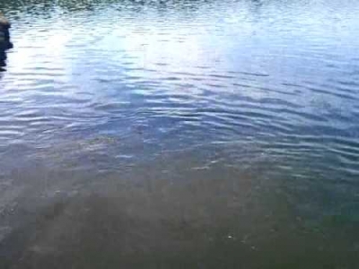 Video Carbrook Golf Club Shark in the Lake