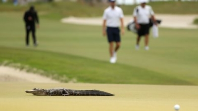 An alligator crosses the sixth green at the 2021 PGA Championship, staged at Kiawah Island's Ocean Course.