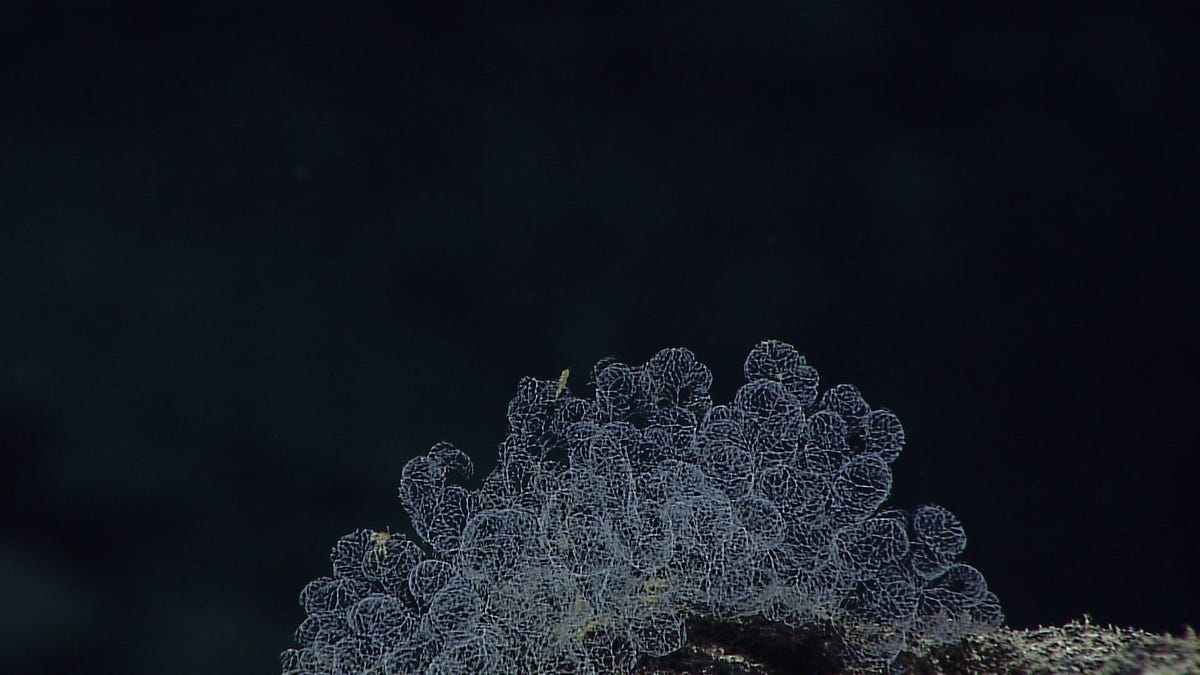 Feathery, wispy white spheres pile atop each other against the dark of the deep ocean.