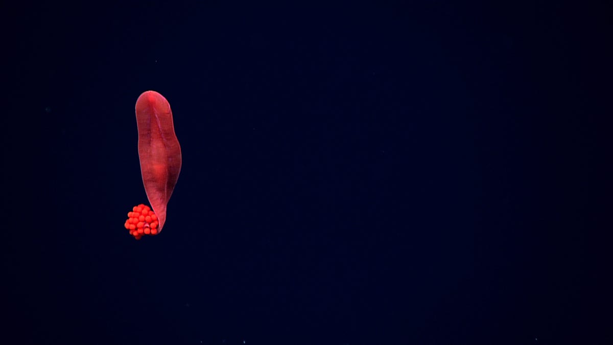 Flattish looking red worm-like creature with red round bundle of spheres against the dark ocean.