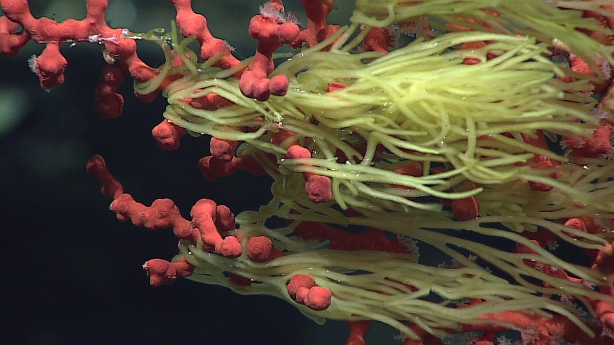 Red, blobular coral has greenish-yellowish spaghetti-like creature or plant hanging off of it.