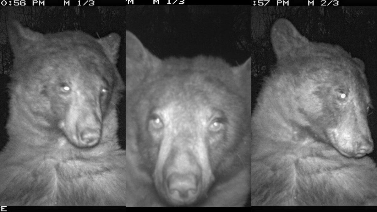 Three different black and white wildlife camera photos show a bear's face in close up at different angles.