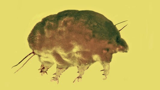 Cute chubby tiny micro critter looks like an overstuffed tardigrade.