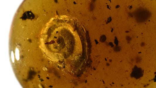 An orange-brown polished piece of amber reveals a curly snail inside.