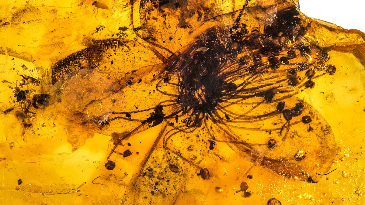 Orange-hued amber holds a well-preserved flower with petals visible inside the material.