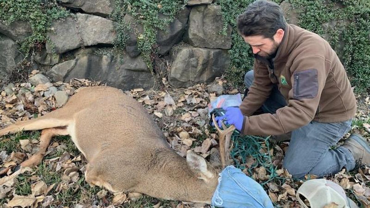 A tranquilized three-legged buck with a denim covering over its face in on the ground as a wildlife officer kneels to remove a string of lights from its antlers.