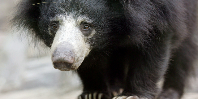 Hana, a female sloth bear, inspects her new home at the Asia Trail area of the National Zoo in Washington, D.C., on Oct. 11, 2006. Three sloth bears died of the cold in Belgium this January after the plane they were traveling in was grounded because of a winter storm, reports say.