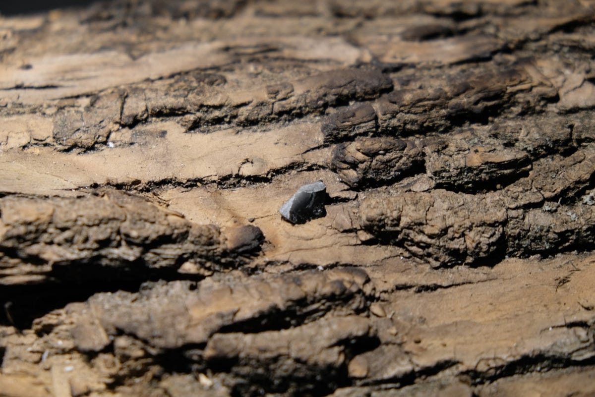 Shrapnel lodged in a tree trunk displayed at Ukraine's COP27 pavilion