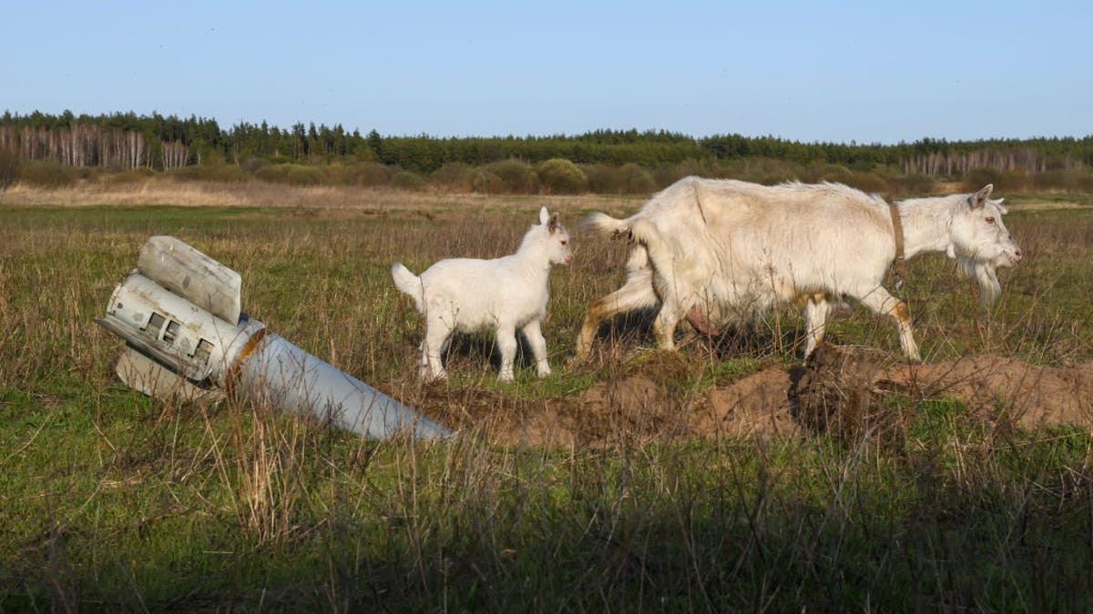 Goats graze near a missile in a field outside of Kyiv