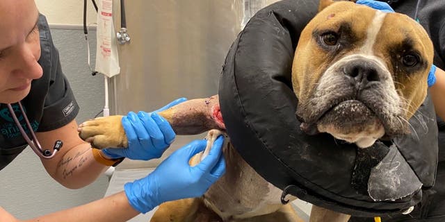 A 2-year-old dog named Max is recovering from gunshot wounds after being found on the side of a road.