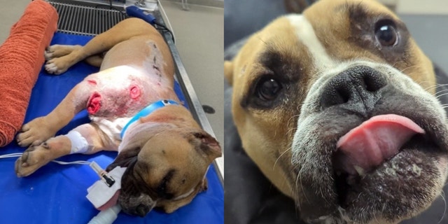 Max, a 2-year-old dog found abandoned with gunshot wounds, is expected to recover.