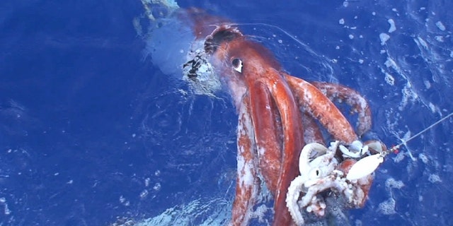In a rare event, a live giant squid (Architeuthis dux) is hauled to the surface on a baited hook in Japan. The giant squid can be 40 feet long tip-to-tail and weigh nearly a ton. (Tsunemi Kubodera)