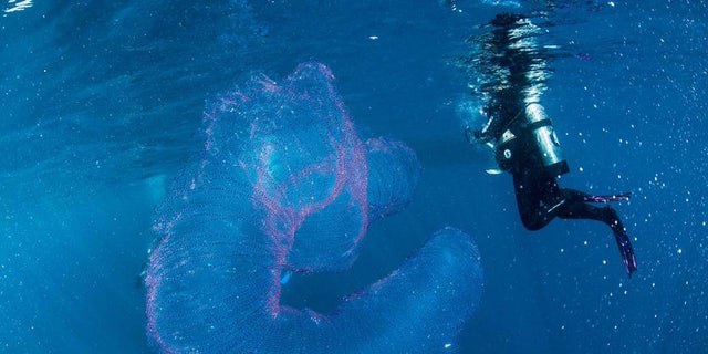 While diving off Queensland, Australia, in 2018, Jay Wink, owner and operator of Abc Scuba Diving Port Douglas, captured this image of what seems to be strings of squid eggs held together by a gelatinous material.