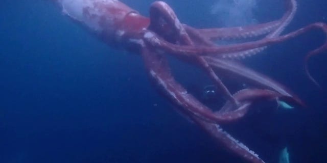 Yosuke Tanaka, 41, encountered the 8-foot-long squid while diving with his wife Miki, 34, off the western coast of Japan.
