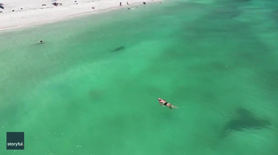 Shark circles near unsuspecting swimmers