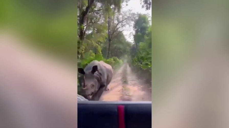 Frightening video of Rhino charging at tourists in Indian national park