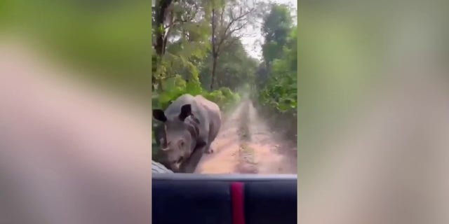 Tourists were startled when they were chased by a giant rhino while driving through a national park. The video, filmed on Dec. 30, shows the moment the rhino began charging at the vehicle.