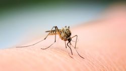 Mosquito insect sitting on skin