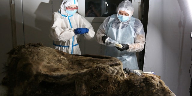 Scientists conduct an autopsy of a fossil brown bear with the geological age of 3,460 years, found in the permafrost of northern Yakutia by reindeer herders in 2020, in Yakutsk, Russia February 21, 2023. 