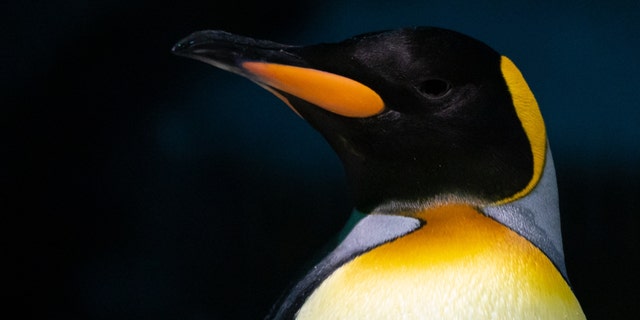 An emperor penguin (Aptenodytes forsteri) pictured in its enclosure at Loro Parque zoo. 
