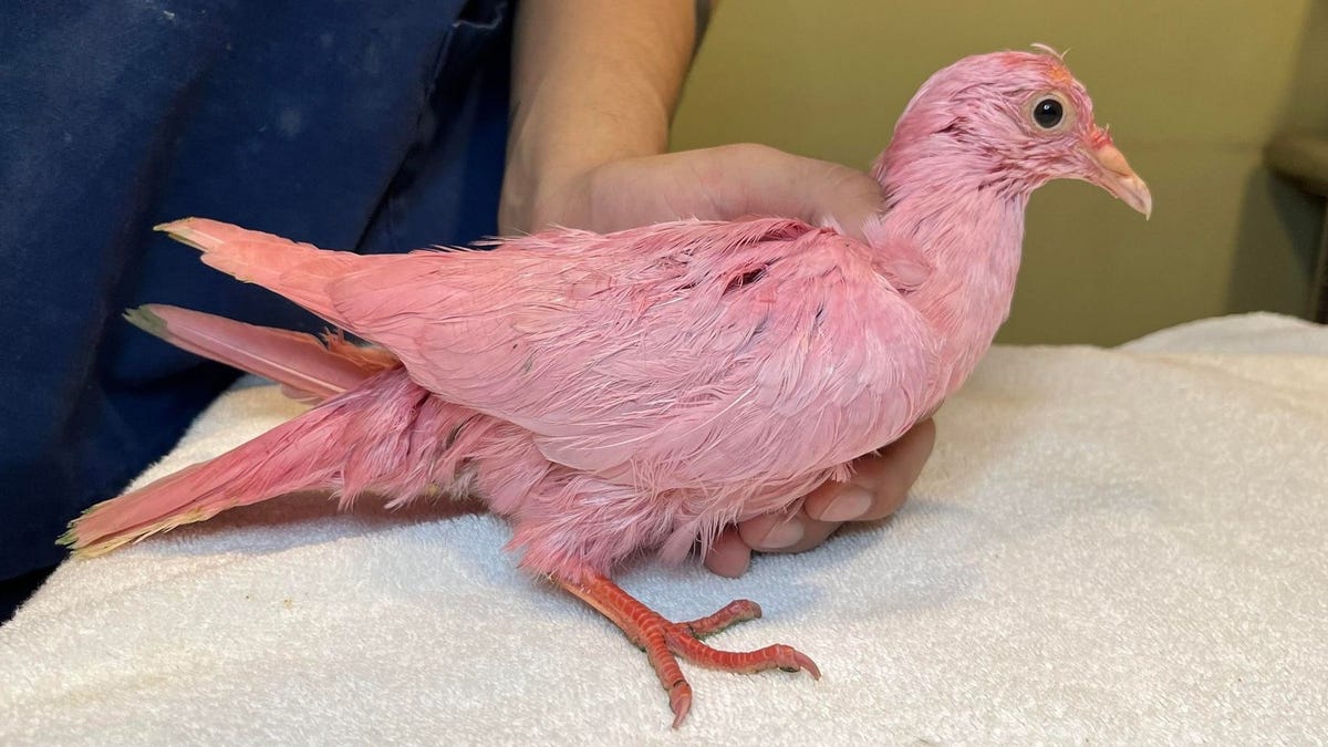 A person in a blue shirt holds a rescued pigeon that has been dyed completely pink.