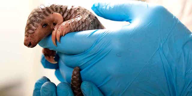 A baby Chinese pangolin gets ready to be weighed at the Prague Zoo in the Czech Republic, on Feb. 23, 2023. A female pangolin was born in the Prague Zoo on Feb 2, 2023.