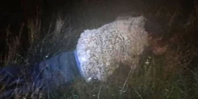 José Luis Callisaya Diaz attempted to escape a Bolivian prison in a sheep outfit