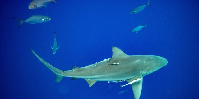 FILE- A shark swims near several fish. A man in Argentina was eaten by shark after he disappeared and his damaged ATV was found days later.