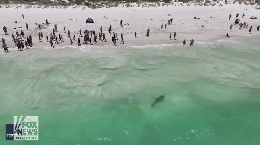 Tiger shark swims dangerously close to beachgoers