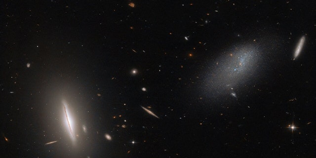 This image from the NASA/ESA Hubble Space Telescope features the galaxy LEDA 48062 in the constellation Canes Venatici. LEDA 48062 is the faint, sparse, amorphous galaxy on the right side of this image, and it is accompanied by a more sharply defined neighbor on the left, the large, disc-like lenticular galaxy UGC 8603. A smattering of more distant galaxies also litter the background, and a handful of foreground stars are also visible throughout the image. 