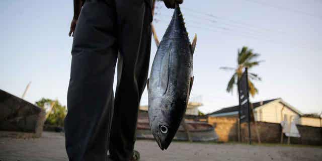 A fisherman holds a yellowfin tuna after a catch in Vanga, Kenya, on June 14, 2022. Countries surrounding the Indian Ocean agreed on Feb. 6, 2023, to temporarily stop the use of industrial fishing gear that is depleting stocks of tuna.