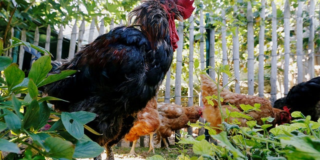 Maurice, the rooster of Corinne Fesseau, whose loud crows landed him in court accused of noise pollution, is pictured in Saint-Pierre-d'Oleron, France, August 31, 2019. REUTERS/Regis Duvignau - RC1B6910ED00