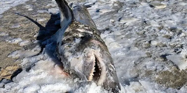 The partially frozen shark was found at Cold Storage Beach in Dennis, Massachusetts.