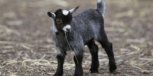 A young pygmy goat stands at the Tayto Park in Ireland on May 11, 2020. José Rubén Nava, who allegedly traded off animals from the Mexico City zoo without proper accounting, killed and cooked four pygmy goats for a Christmas-season party.