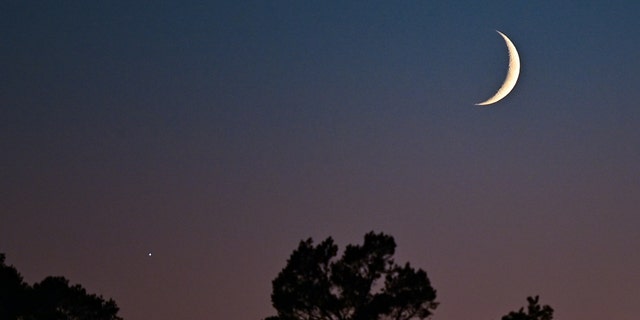 The crescent of the waxing moon can be seen together with Venus in the evening sky above a pine forest east of Berlin. 